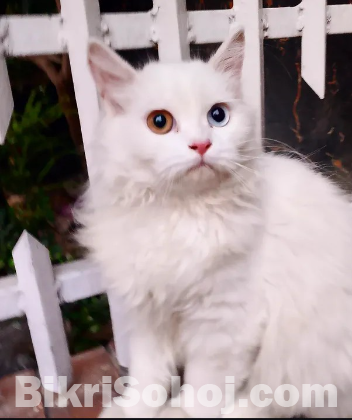 Persian Cat Odd Eyes